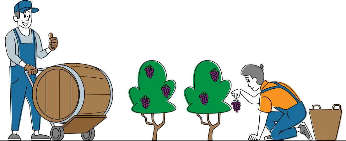 Gathering Grapes in Vineyard Plantation  Illustration
