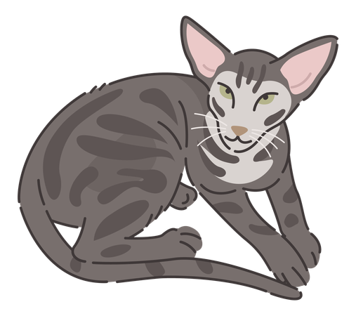 Gato gato oriental  Ilustración