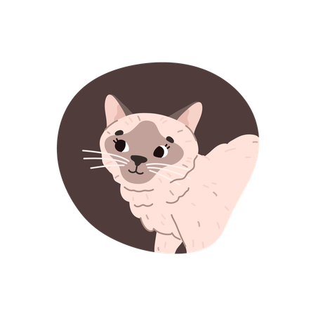 Gato siamês ou gatinho em moldura colorida  Ilustração
