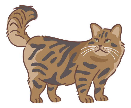 Gato siberiano  Ilustração