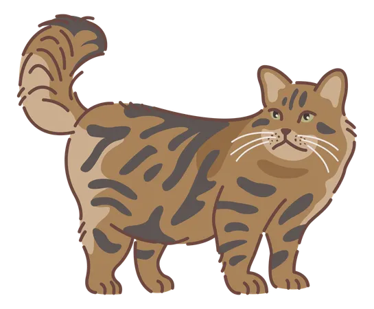 Gato siberiano  Ilustração