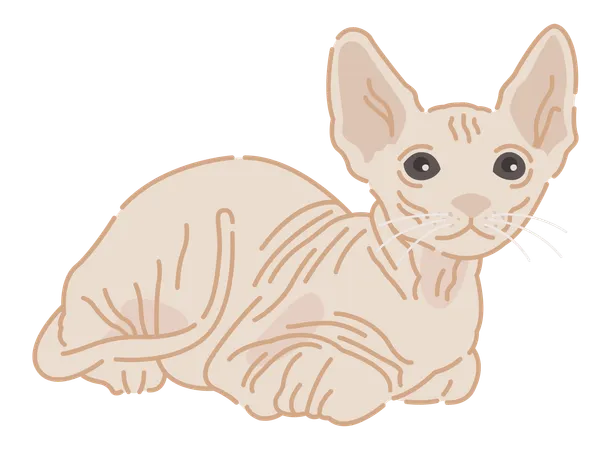 Gato esfinge  Ilustração