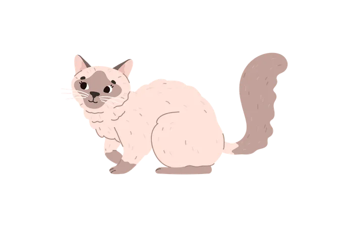 Gatto siamese domestico  Illustration