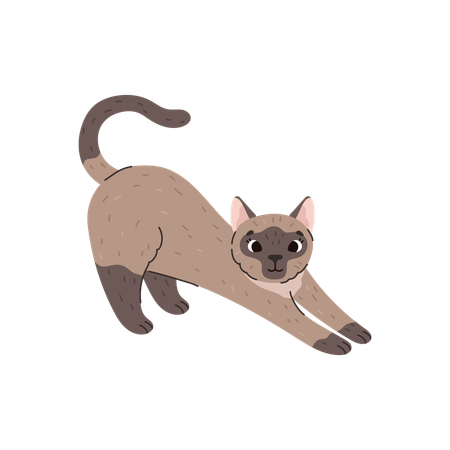 Gatto siamese domestico  Illustration