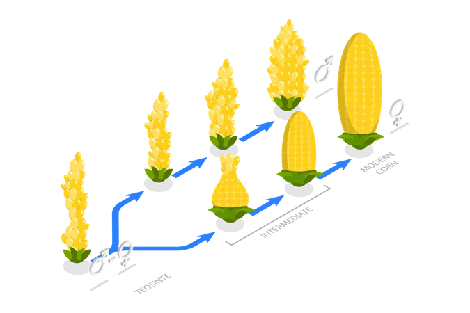 Genetic Engineering  Illustration