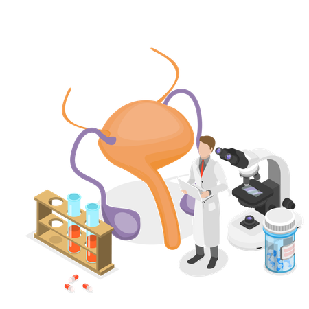 Ginecologista masculino estudando órgão reprodutor feminino  Illustration