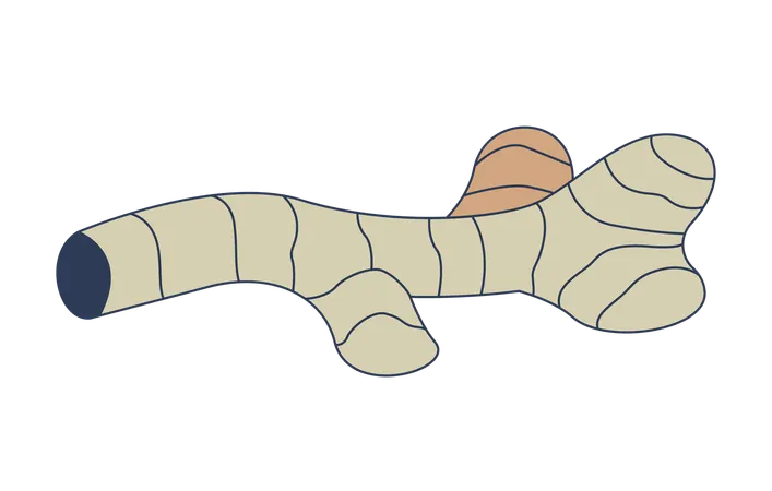 Ginger root  Illustration