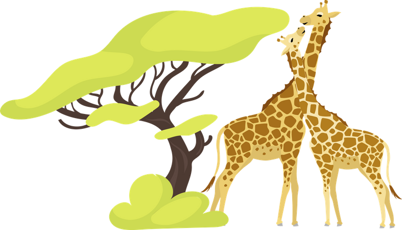 Giraffe pair  Illustration