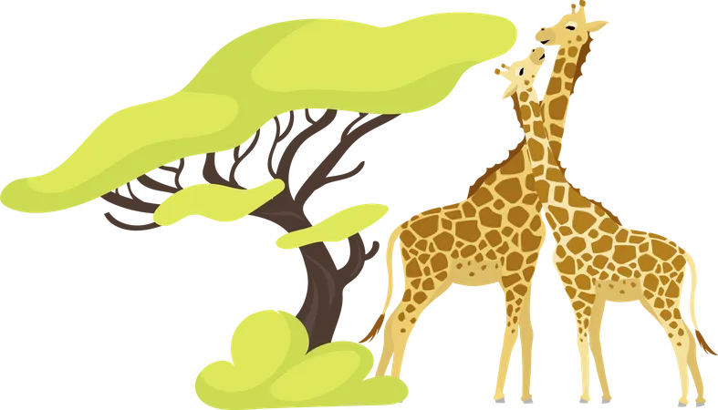 Giraffe Pair Flat Color Vector Illustration Pair Of African Animals Near Exotic Tree Flora And Fauna Green Foliage Southern Creature Isolated Cartoon Character On White Background Illustration