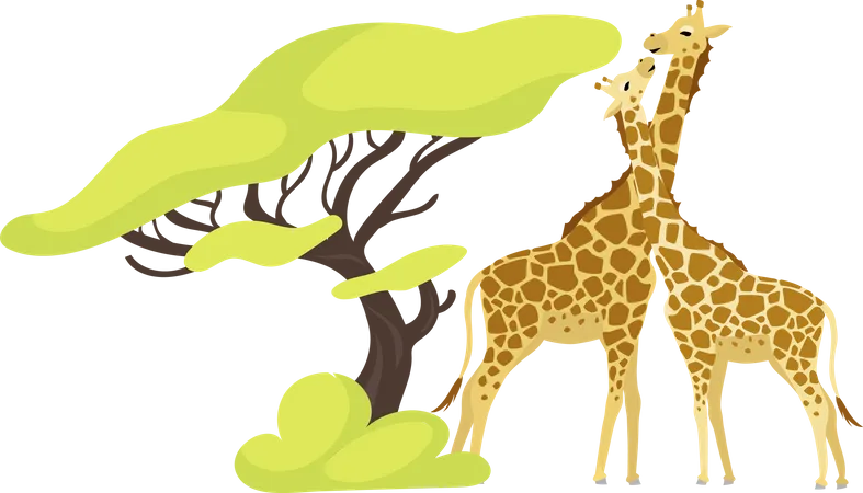 Giraffe pair  Illustration