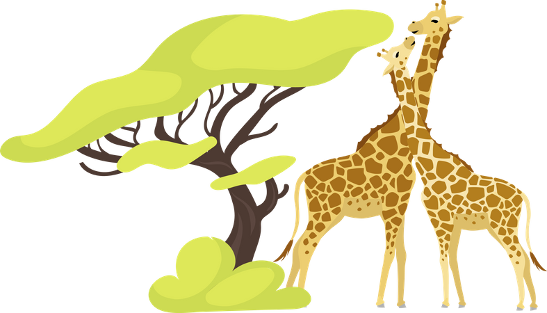 Giraffenpaar  Illustration