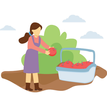 Girl collecting fruits in basket  Illustration