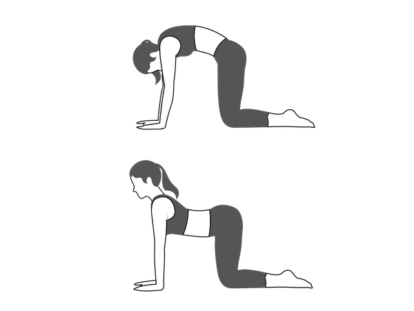 Girl doing Marjaryasana-Bitilasana  Illustration