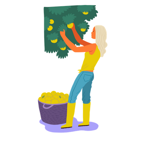 Girl gathering mangos in basket  Illustration