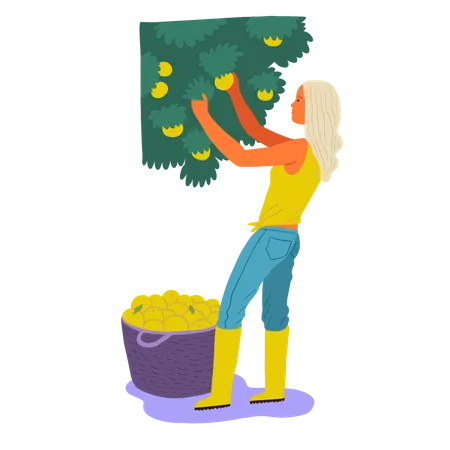 Girl gathering mangos in basket  Illustration