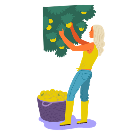 Girl gathering mangos in basket  Illustration