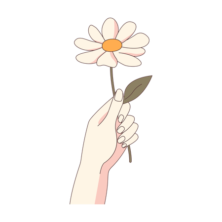 Girl Hand Holding Beautiful Daisy Chamomile Flower  Illustration