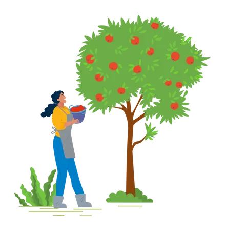 Girl Harvesting fruit from tree Illustration