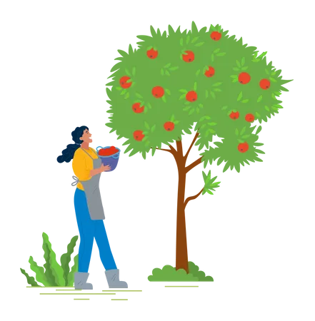 Girl Harvesting fruit from tree  Illustration