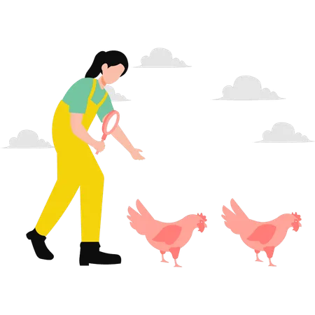 The Girl Is Inspecting The Chickens Illustration