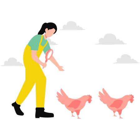 Girl inspecting chicken  Illustration