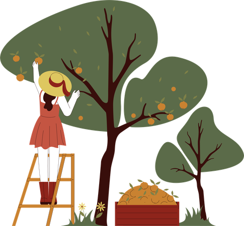 Girl is plucking apples from tree  Illustration