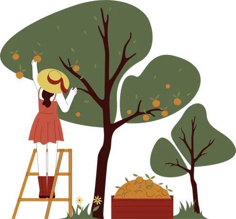 Girl is plucking apples from tree  Illustration