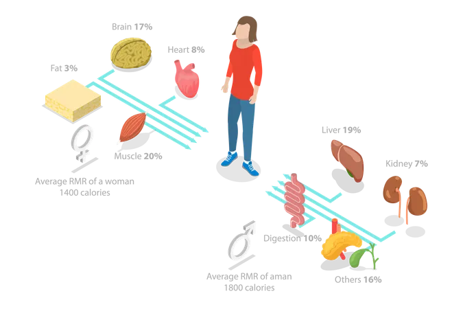 Girl looking  Resting Metabolic Rate  Illustration