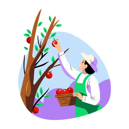 Girl picking Apple from Tree  Illustration