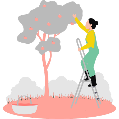 Girl plucking fruit from tree  Illustration