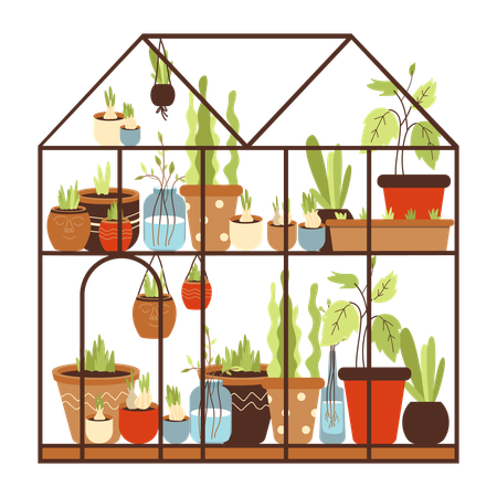 Glass greenhouse with collection of house plants growing in pots on shelves  Illustration