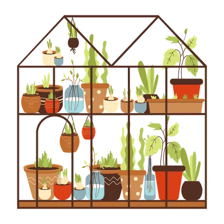 Glass greenhouse with collection of house plants growing in pots on shelves  Illustration