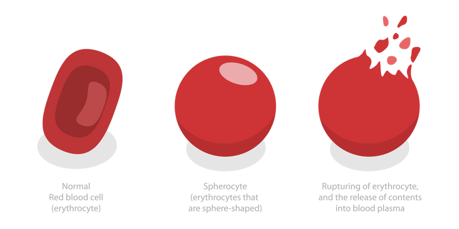 Des globules rouges  Illustration