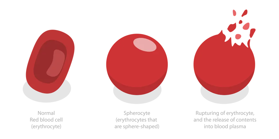 Des globules rouges  Illustration