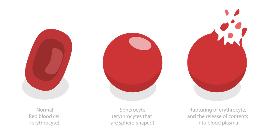 Glóbulos vermelhos  Ilustração