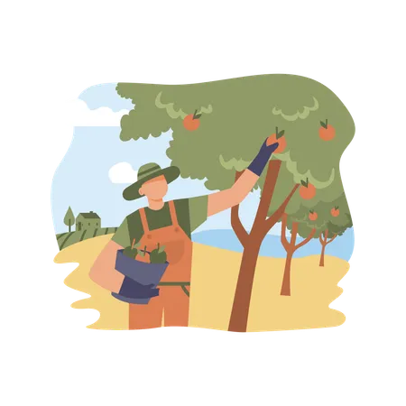 Glücklicher Bauer pflückt Äpfel im Korb  Illustration