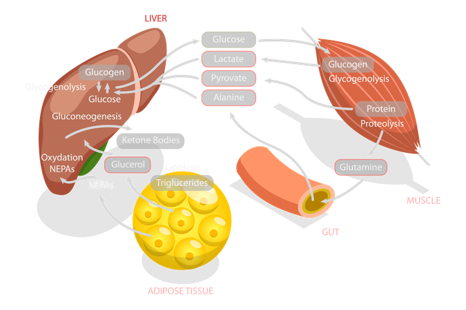 Gluconeogenesis Metabolic Pathway  일러스트레이션
