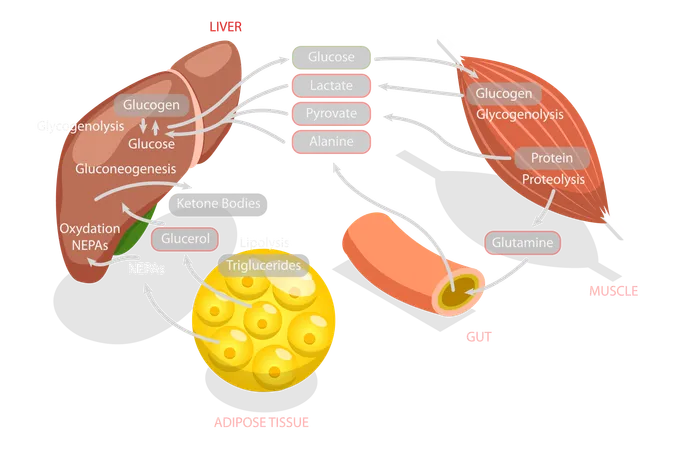 3 D Isometric Flat Vector Conceptual Illustration Of Gluconeogenesis Metabolic Pathway Biochemical Process Illustration