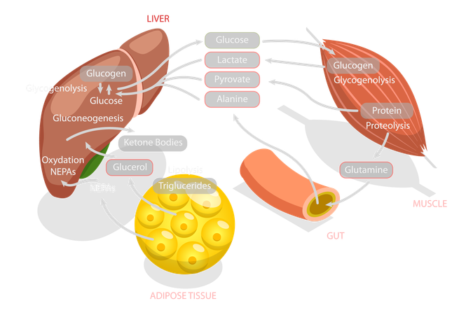 Gluconeogenesis Metabolic Pathway  Illustration