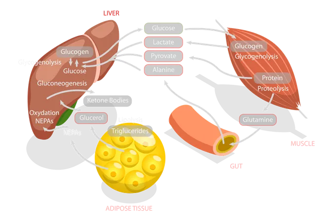 Vía metabólica de la gluconeogénesis  Ilustración