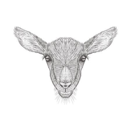 Goat Head  Illustration