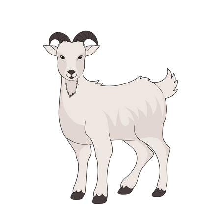 Goat  Illustration