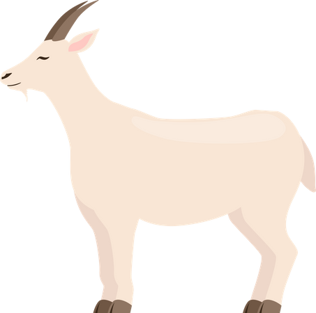 Goat  Illustration