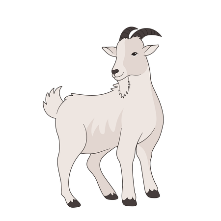 Goat  Illustration