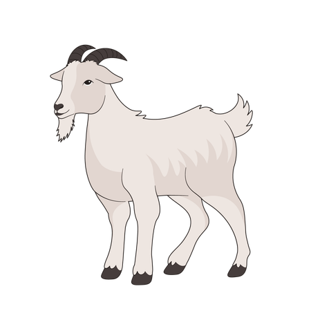 Goat  Illustration