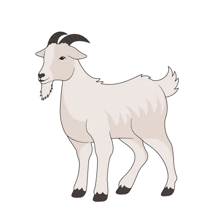 Goat  Illustration