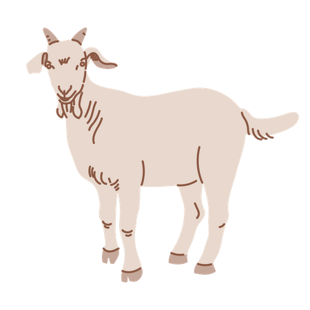 Goat  Illustration
