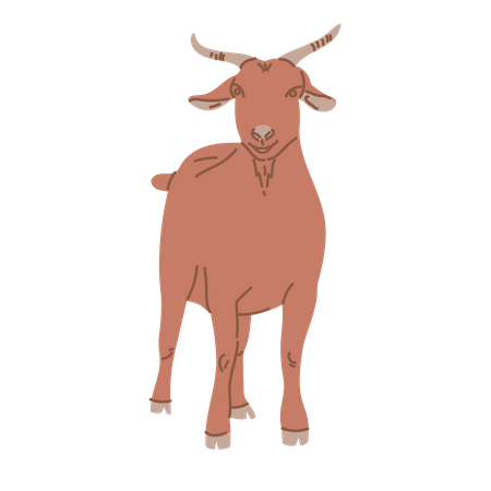Goat standing  Illustration