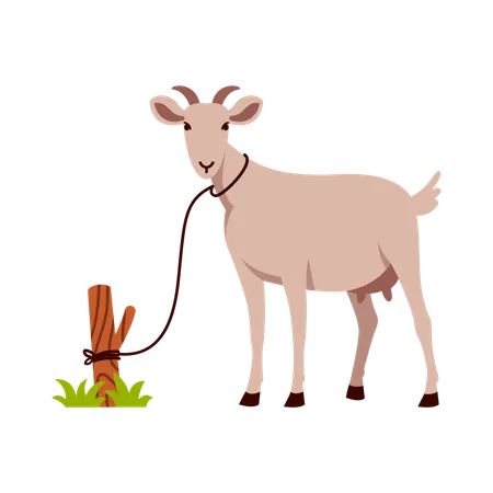 Goat Tied to a Post  Illustration