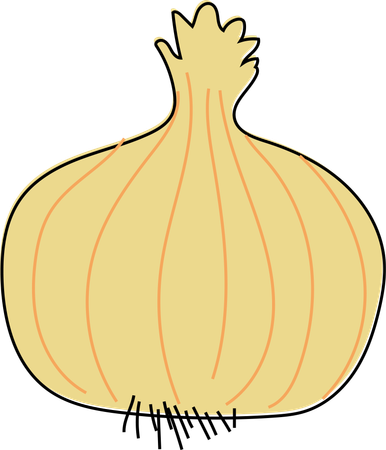 Golden Onion Illustration  Illustration